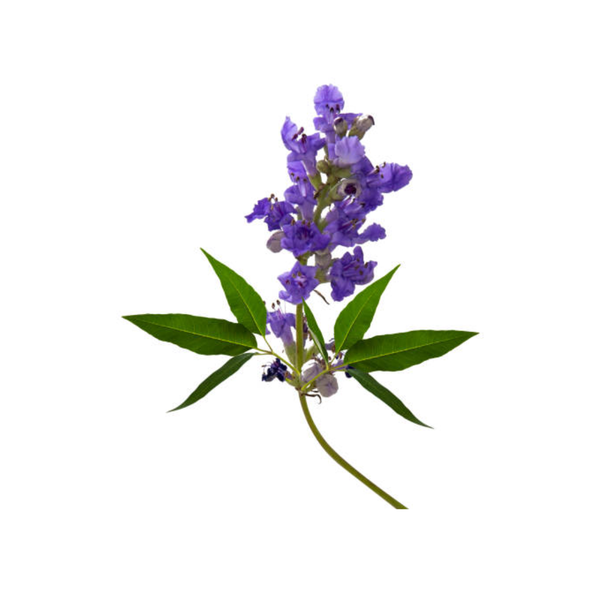 צמח - Vitex (Chasteberry)